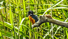 20190613 5163CPw [R~GB] Eisvogel, Schilf (Phragmites australis), Wales