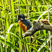 20190613 5163CPw [R~GB] Eisvogel, Schilf (Phragmites australis), Wales