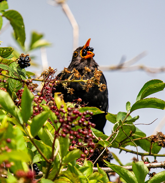 A happy blackbird