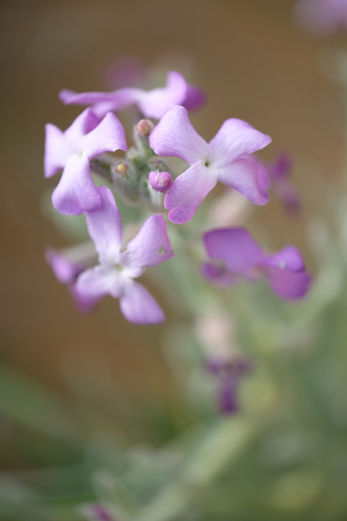 DSCF7972