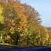 Staffordshire autumn colours