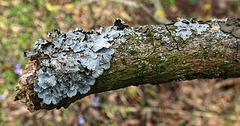 20200315 6860CPw [D~MI] Schüsselflechte (Parmelia sulcata), Sielpark, Bad Oeynhausen