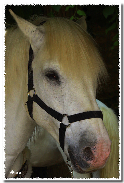 Cheval camarguais