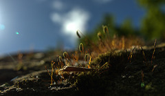 Little Mossy Landscape