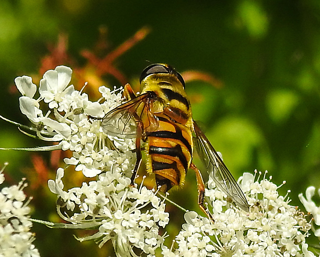 20210727 2076CPw [D~LIP] Totenkopf-Schwebfliege (Myathropa florea), Möhre (Daucus carota), Bad Salzuflen
