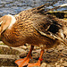 20220422 0553CPw [D~HF] Bahama-Ente (Anas bahamensis) Herford