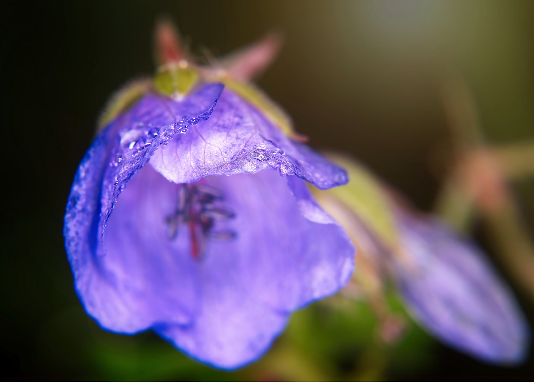 Der Wiesen Storchschnabel zeigt sich auch noch mal :))  The meadow cranesbill also shows itself again :))  La cigüe des prés se montre encore une fois :))