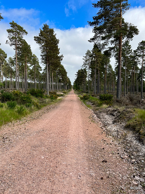 Long straight track to The Gut