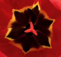 Tulpe