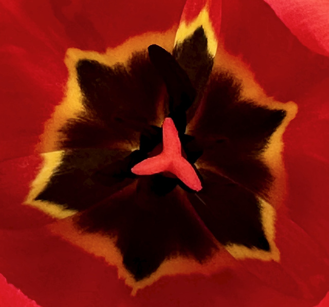 Tulpe
