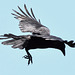Lord of the Wings - heading for Cawdor