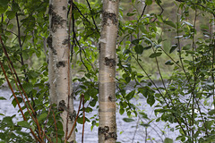 Unterwegs in Westschweden: von Idre nach Gäddede