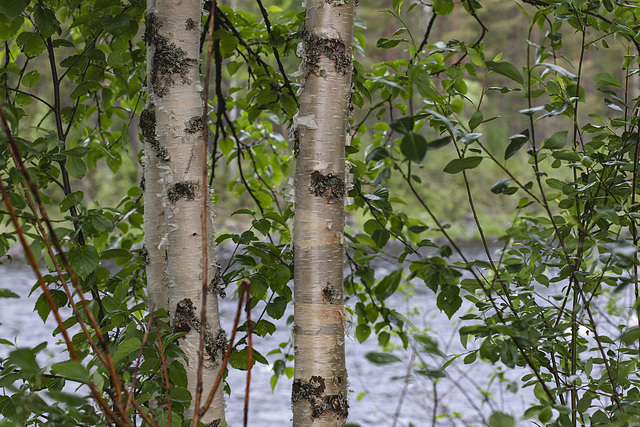 Unterwegs in Westschweden: von Idre nach Gäddede
