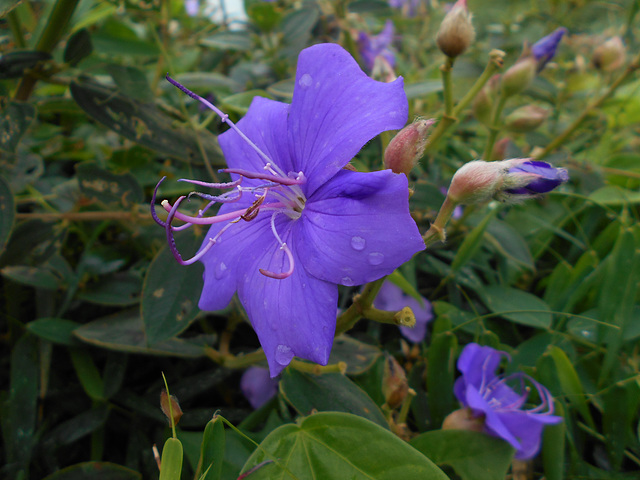 DSCN5308 - quaresmeira Tibouchina urvilleana, Melastomataceae