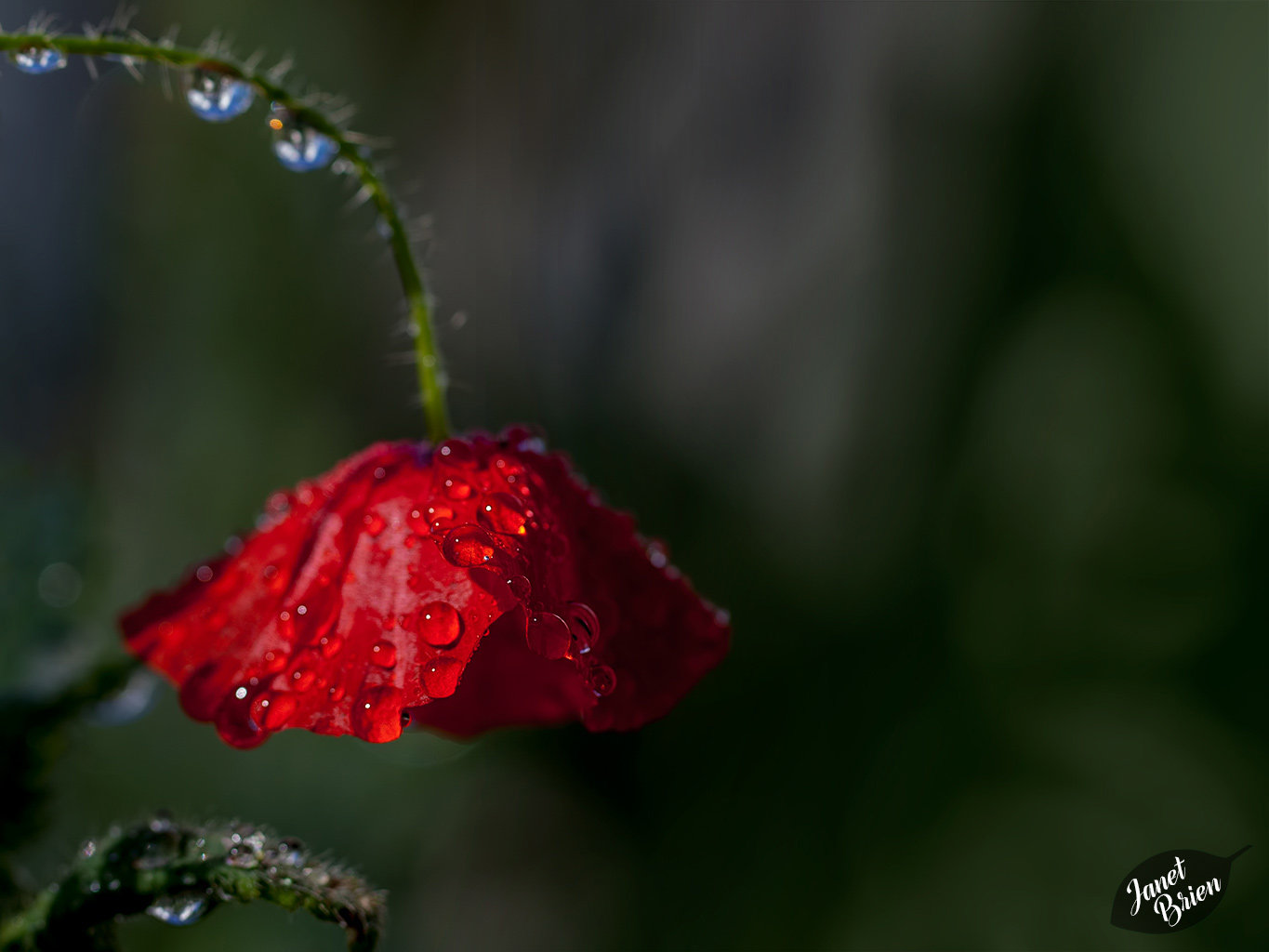 85/366: Poppy with Droplets (+1 in a note)