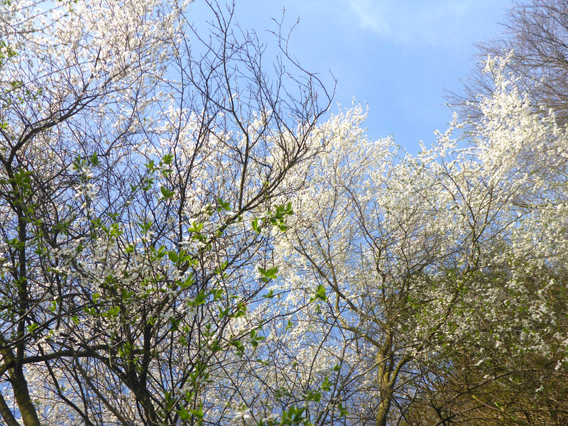 Blüten der 'Wild-Pflaume' in meinem Garten