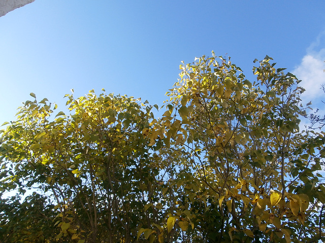 The lilac leaves look great against the blue sky