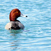 Redhead, male (Aythya americana)/Rotkopfente