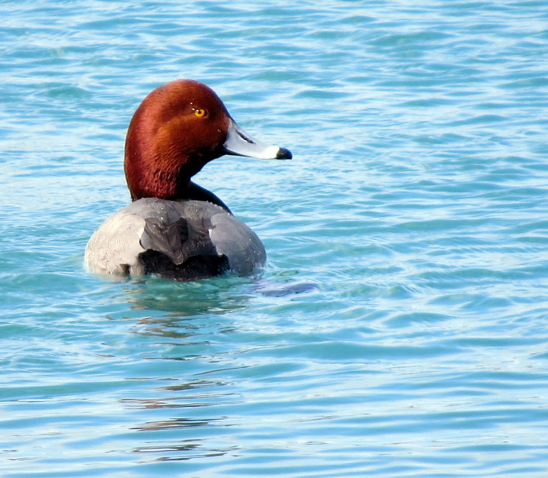 Redhead, male (Aythya americana)/Rotkopfente