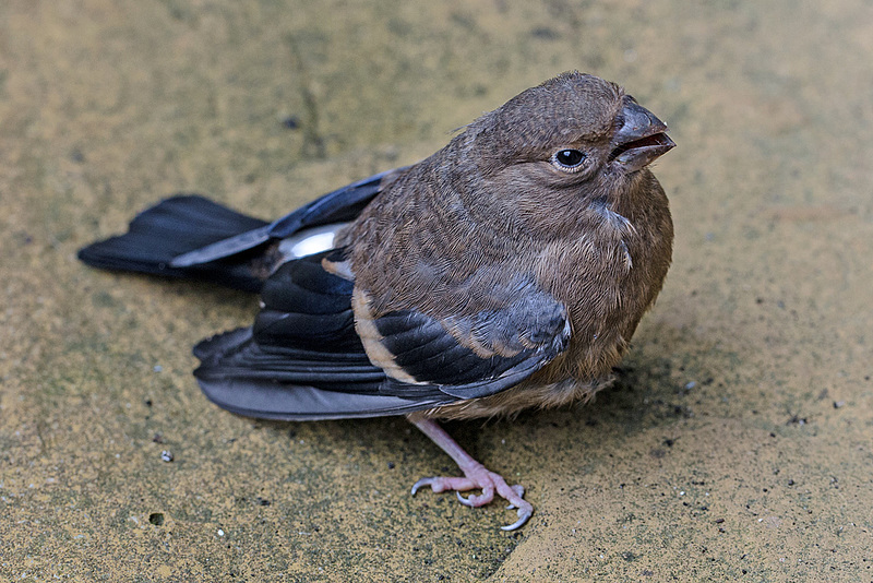 20150923 8903VRMw [D~LIP] Gimpel (Pyrrhula pyrrhula) [JV] [Dompfaff], Bad Salzuflen