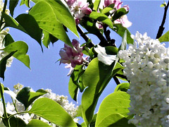 The white lilac entwining the apple blossom