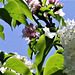The white lilac entwining the apple blossom