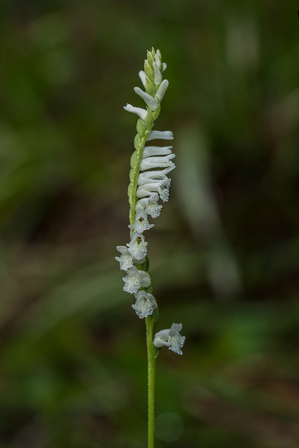 Spiranthes praecox (Grass-leaved Ladies'-tresses orchid)