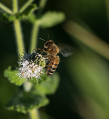 abeille sur menthe spitaca