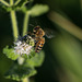 abeille sur menthe spitaca