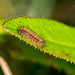 A caterpiller but I dont recongnise it :)
