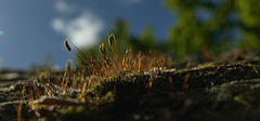 Little Mossy Landscape