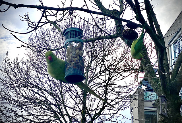 Rose-ringed parakeets