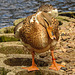 20220422 0554CPw [D~HF] Bahama-Ente (Anas bahamensis) Herford