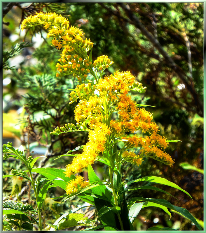 Goldrute (Solidago). ©UdoSm