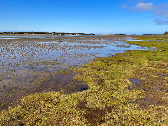 The Gut, a vast salty marshland between the Culbin Forest and the Culbin sandspits.
