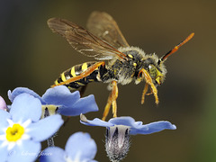 Nomada Bee