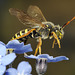 Nomada Bee