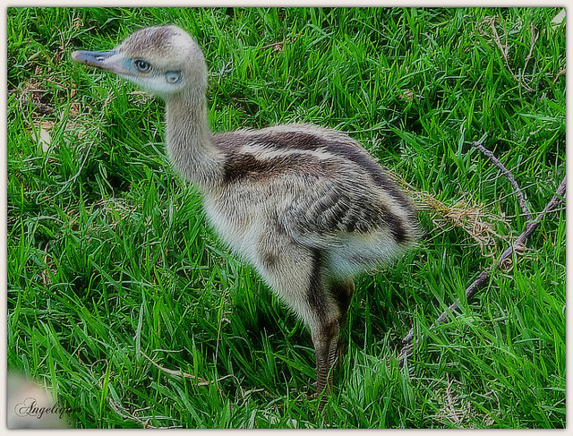 Bébé Nandou .........Bonne semaine mes ami(e)s❤️