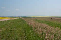 a view from the ditch