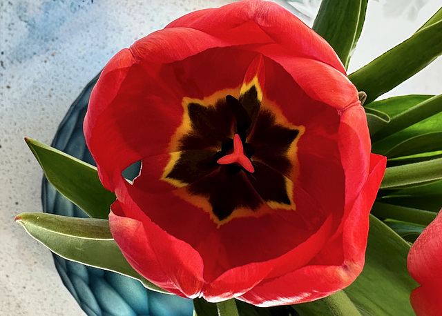 Tulpe (PiP) Tulpe (PiP)