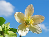 Helleborus niger