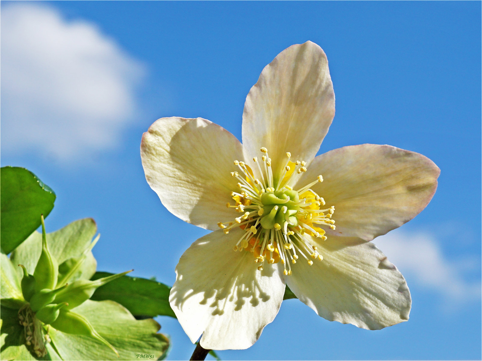 Helleborus niger