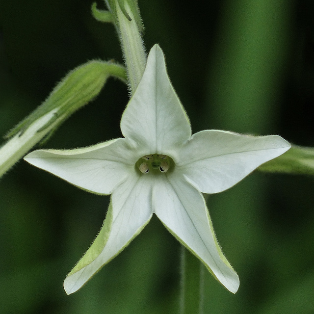 Nicotiana (Tobacco Plant)