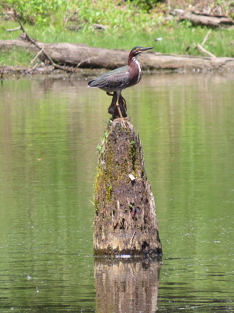 Green heron