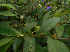 DSCN5309 - guanxuma ou barrela Sida planicaulis, Malvaceae