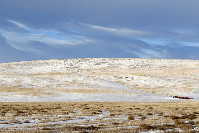 Palouse Wheat Fields