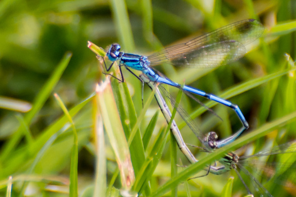 Azure Bluet - DSA 0272