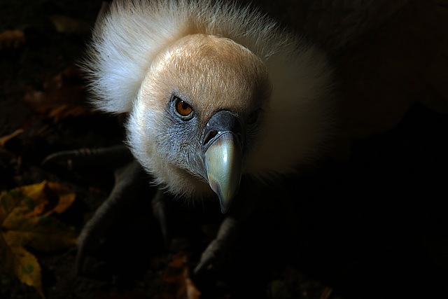 Vautour fauve