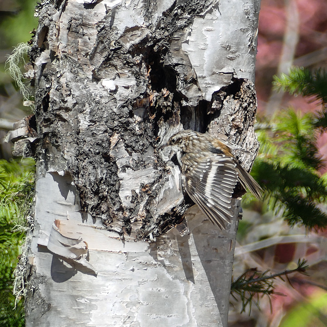 Day 11, Brown Creeper, Tadoussac