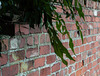 Brick Wall in September (1)